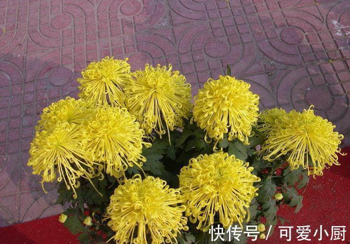 兰花|这6种好活的高颜值植物,老人最爱在家养殖