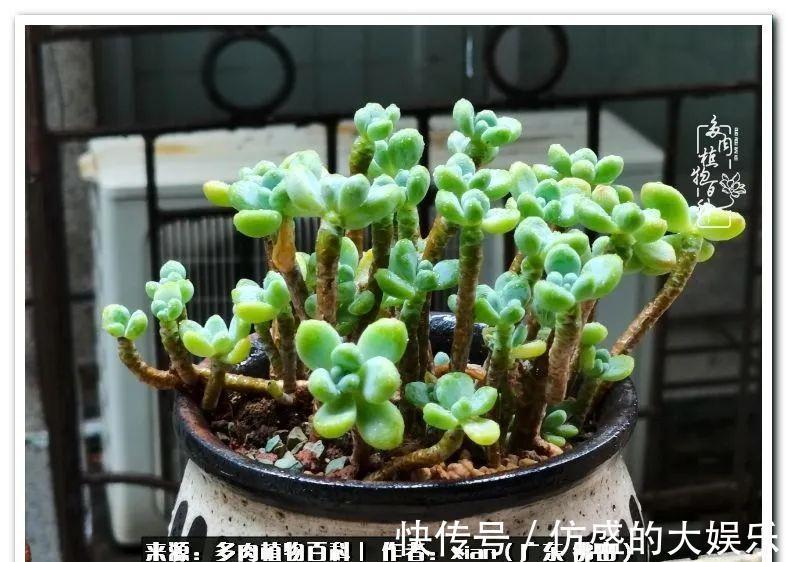 阳台上|养多肉,慢慢来,我们一起沉淀再绽放!