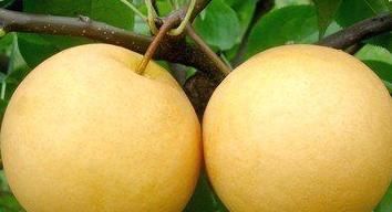 减肥瘦身|秋天到了，没事多吃的食物，润肠通便，减肥瘦身，吃了肌肤好