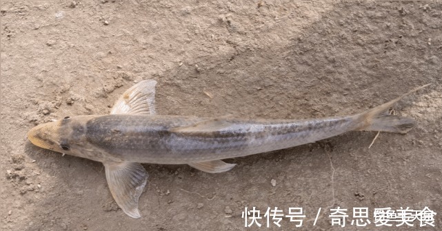 钓友|放生!郑州钓鱼人钓获珍稀“鸽子鱼”,钓友:它们已形成固定种群