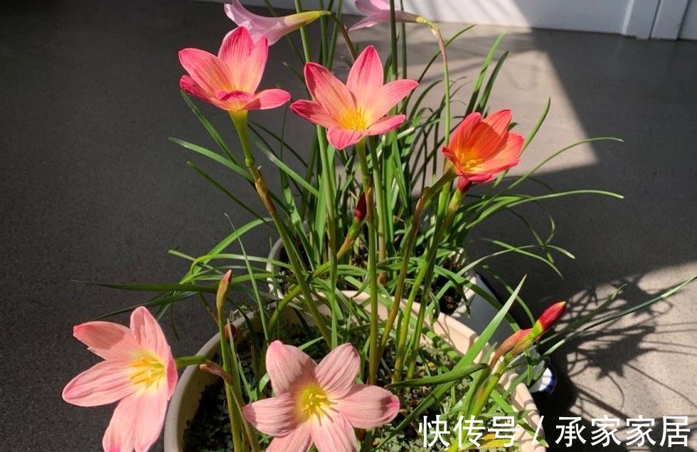 栽种|立秋之后,3种球根花卉可以种了,很好养各种花色无比美貌