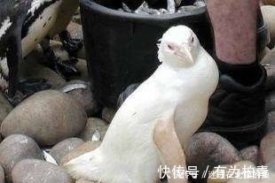 纯合子|它们罕见而美丽，有的甚至需要涂防晒霜来防晒伤