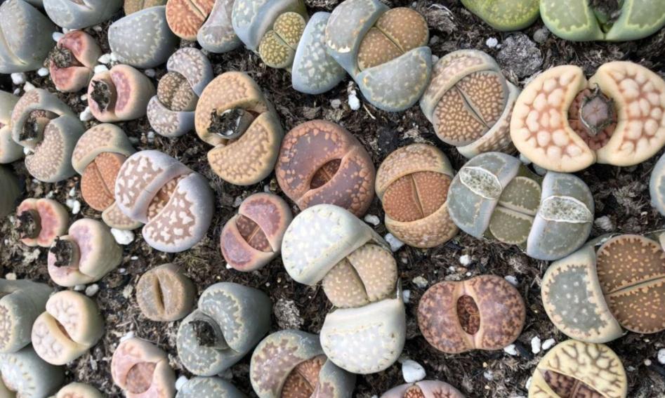 养蜕皮中的石生花,做好这4件事,才是名副其实的“富贵玉”