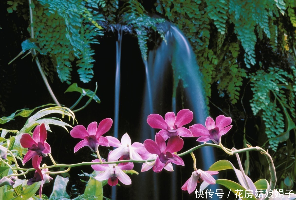 三分钟时间,带您了解石斛兰的养护技巧,养好石斛兰就这么简单