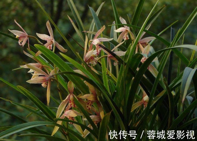 肥料|君子爱兰,苗易养,花难开!新手试试这“4点”,年年开花很简单