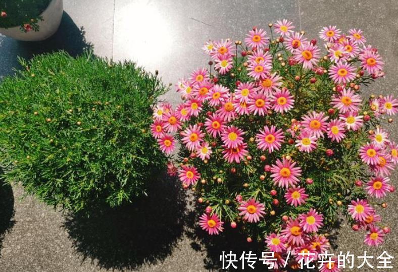 秋天降温后,5种花赶紧扦插,不黑腐生根快,一盆轻松变多盆