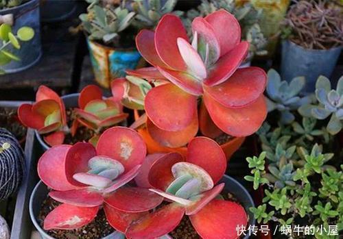 广寒宫|5种大型多肉,小盆养长不好,大盆种长满盆,个头比脸大!