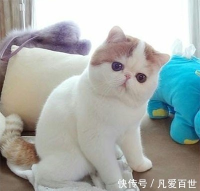 |搞笑动图:小家伙,躺着卖萌噶哈呢!