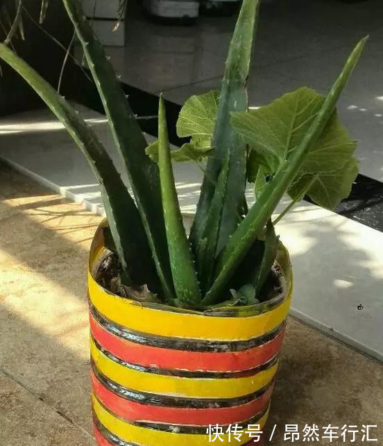 小菜园|养花技巧:一个油桶胜过两花盆,种菜养花好用又省钱!