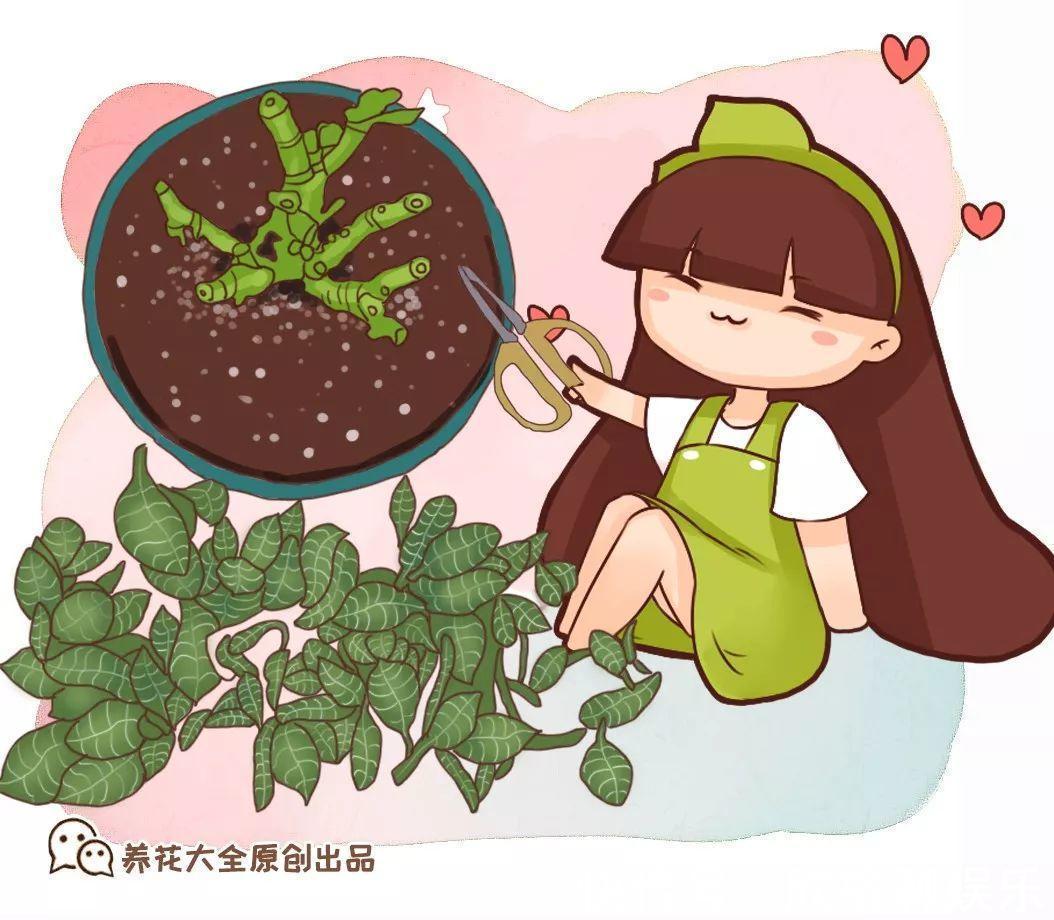 蓝雪花|9月给天竺葵剪个短发，过冬前就能窜叶子，明年春天开成大花球！