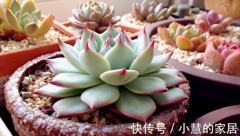 多肉摘叶子好处多,茎干木质得快,盆栽养成老桩更容易