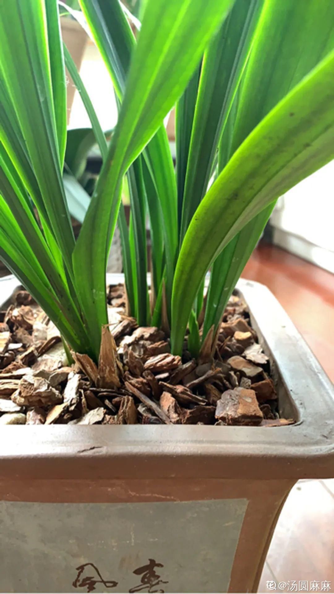 浇水|警惕秋老虎，别让你的花，度过夏天，却死在秋天