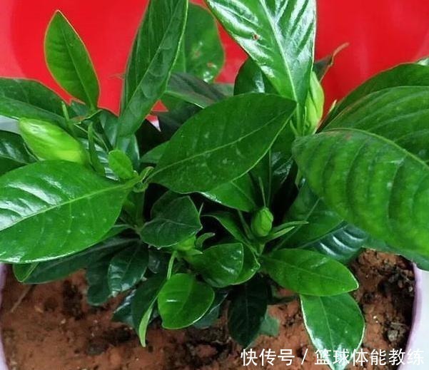 硫酸亚|栀子花盆里放点它,7天猛窜白根,叶片绿得发黑,开出层叠花朵!