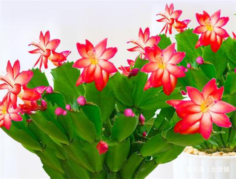 养蟹爪兰掌握小技巧，叶子肥厚长满盆，花骨朵呼呼冒！