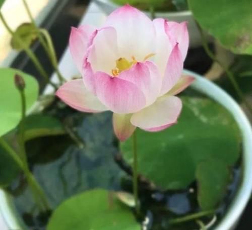 养此4种花,插枝就能活,养护容易,全年开花,室内也能种