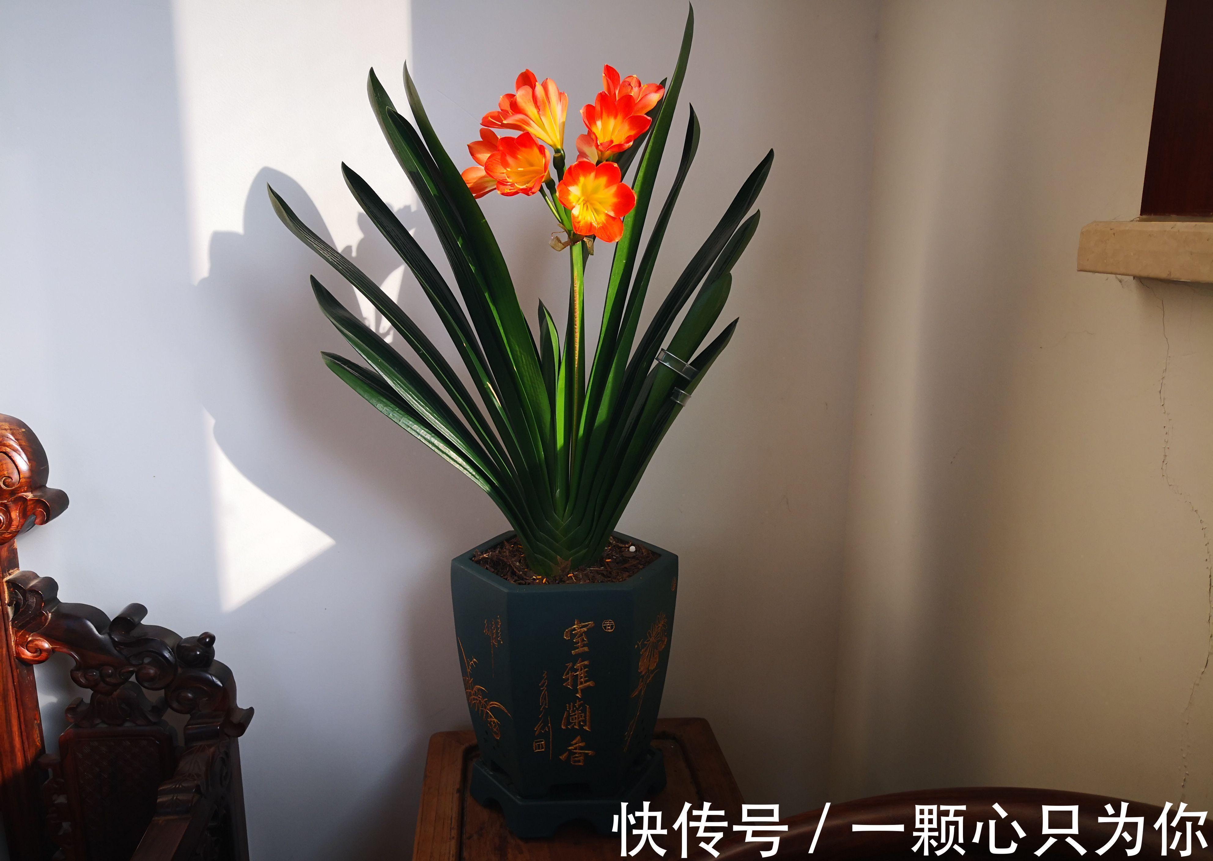 温差|君子兰“夹箭”开不动?学会2招,只要7天,就把花箭拽出来