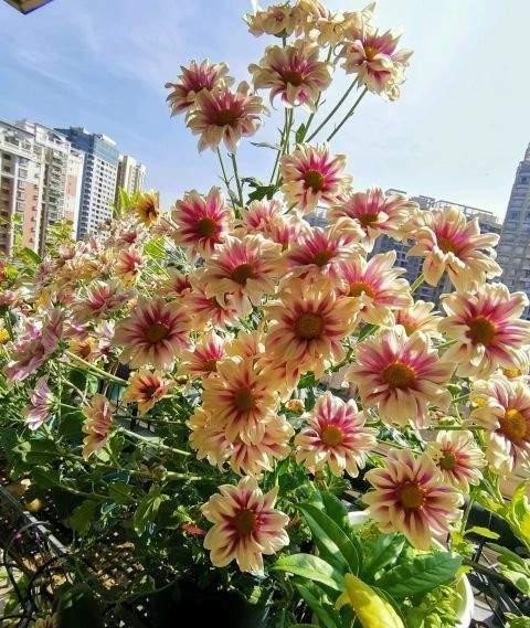 竟是|高手养花养一盆旺一盆,原因竟是做好这些不起眼的小事儿