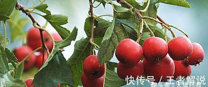 脾胃虚寒|立秋过后,养生有诀窍!吃2物做4事,排出全身毒,整个秋天少得病