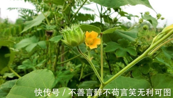 农村|农村生长的一种野草,看到了就采摘,因为在城里是个宝