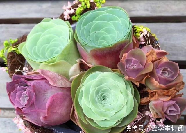 用“生命”开花的3种多肉植物,开完就死,你家有的话要小心!