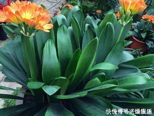 养护|君子兰这样养护，一年开两次花也不是不可能