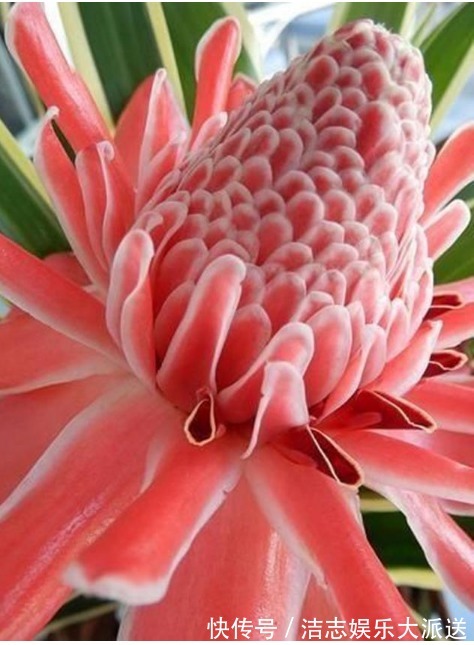 富贵籽|家里要养“3种花”,开花吉祥又喜庆,时来运转,越过越富裕有钱