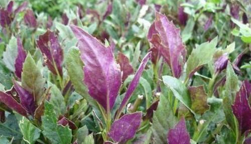 中年|女性到了中年,常吃3种食物,刮油消脂,排毒减肥,营养又瘦身!