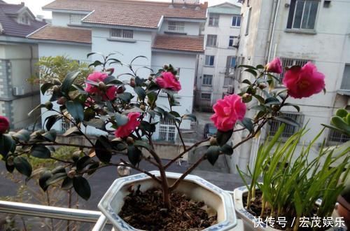 厨房里的1种东西，用来养花，花卉都长疯了，再也不担心长不好