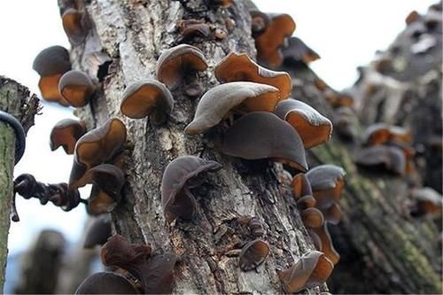 苹果|想长寿全靠吃,三种食物不能少,排毒养颜,有益健康!