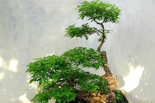 山上的“黄荆疙瘩”,做成盆景,古朴苍劲枝叶扶疏,观赏性强