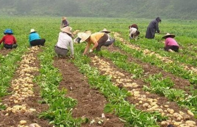 尿素|马铃薯健脾益气、解毒消炎,如何收获高产优质的马铃薯,只需四点