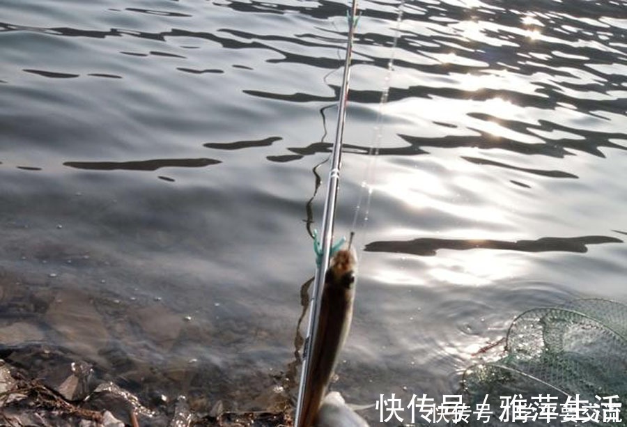白条闹钩,被钓友所唾弃,总结7种应对方法