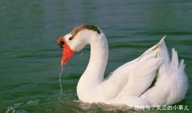 制作|《电锯人》宣布动画化,由MAPPA制作,先导图已放出!