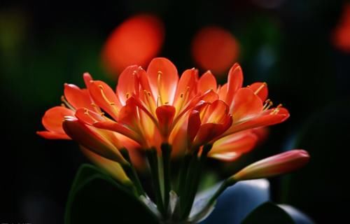 君子兰高雅大气开花鲜艳，春季注意三点，苗壮冬季开成大花球