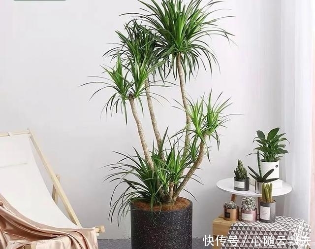 快过年了,6种“招财树”不能少,家里养几棵,招福又招财