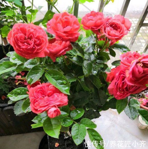 虫害|进入三伏天后，月季必做“3件事”，否则黄叶又烂根
