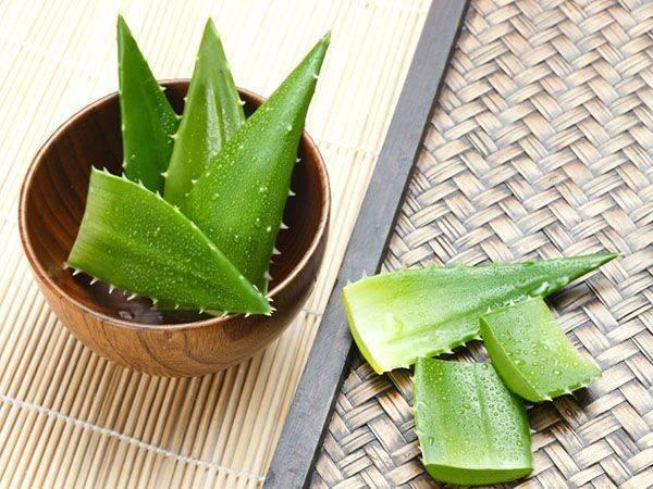 芦荟|芦荟水肥都用了,还是不蹿个,看重这一点,枝叶蹭蹭长