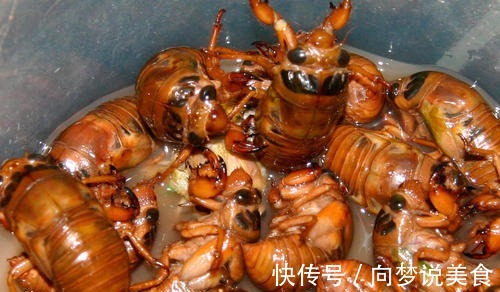 蛋白质|小时候吃知了猴,看中的是美味,现在吃知了猴,提高身体免疫力