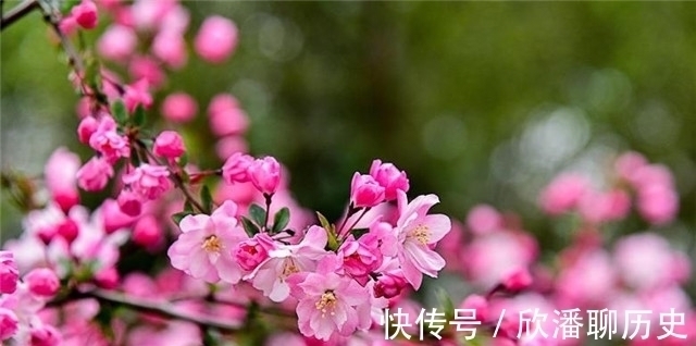 杨贵妃@唐诗海棠6首:海棠花里鹧鸪啼,半开时节最妖娆