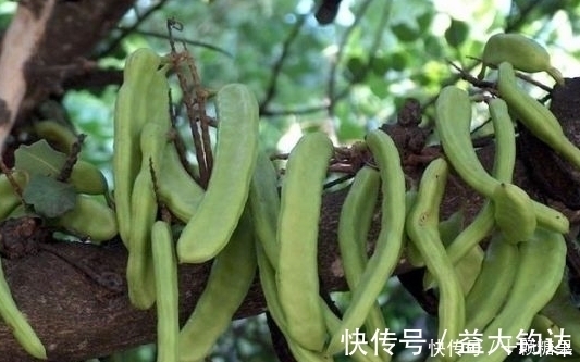 血管|它被称为“天然阿司匹林”,经常吃一点,血栓可能会“绕道走”
