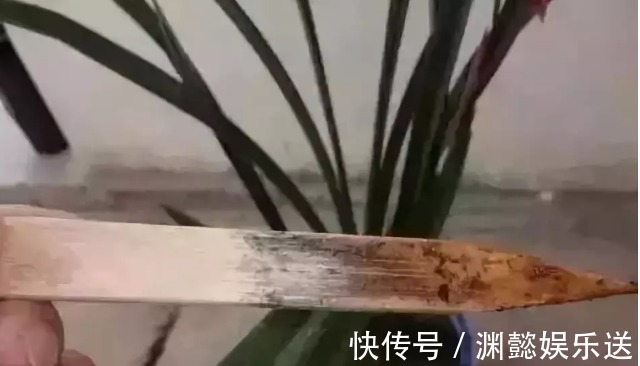 万能的浇水“神器”,只需一根小吸管,专治各种烂根烂叶!