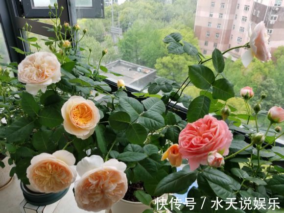 月季节|适合新手的月季修剪方法，6张图就明白原理，开花爆盆就这么简单