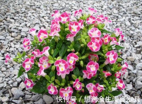 喜阴花卉|5种耐阴花,家里采光不好也能开花,花期超长,值得拥有!