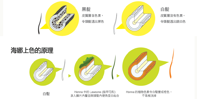 老年人|老年人白发多能用植物染发剂吗？对发质有伤害吗？能遮盖白发吗？