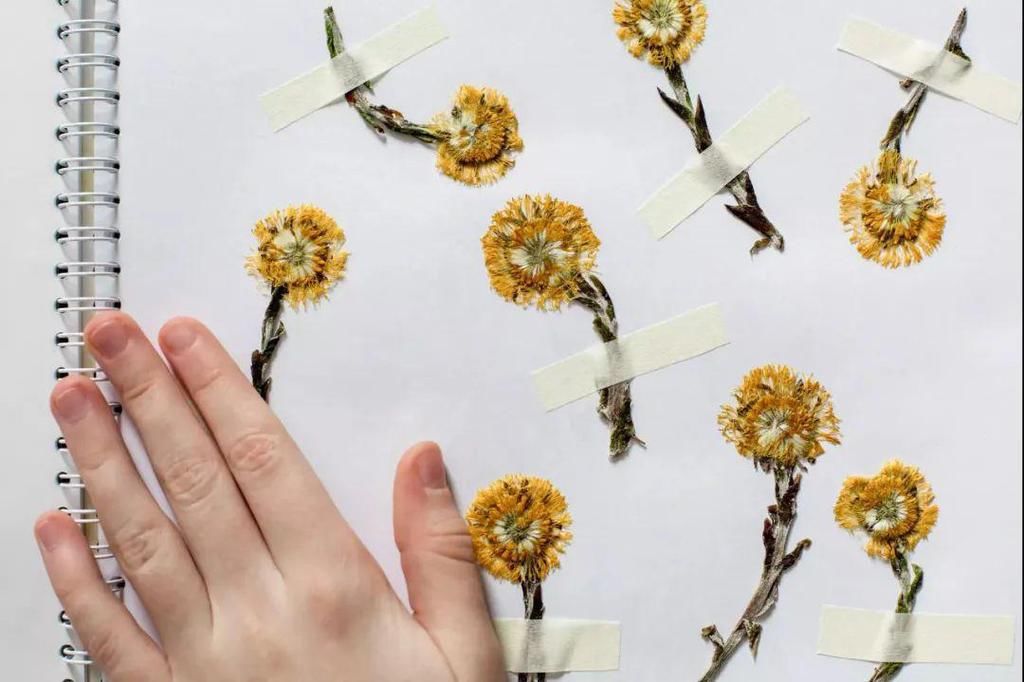 如何制作干花并且保持干花的颜色？