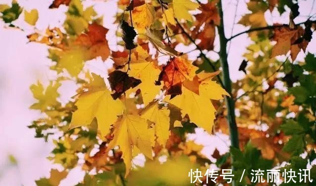 经典@送你最美的30首短诗,首首经典,谁读了都会心醉