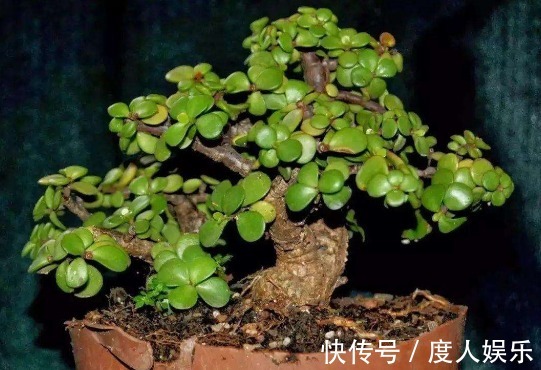 家中养“玉树”,花后“2个”技巧,长期开花,很美丽!