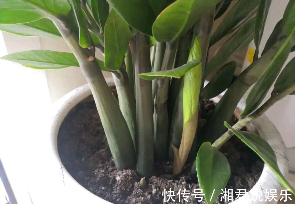 叶子肥|8种“吉祥花”,客厅养一盆,高贵又大气,养人又“旺家”