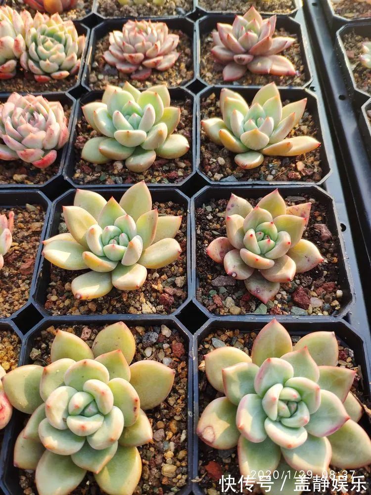 多肉是戒不掉的瘾!多肉小白入坑一年小记!