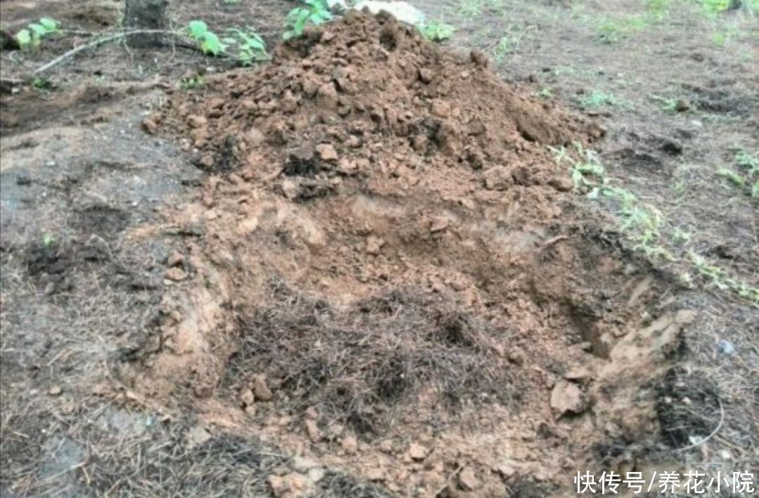 干松针采集后,怎样处理才能用来养花?教你松针土制作方法